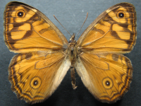 Adult Male Upper of Ringed Xenica - Geitoneura acantha
